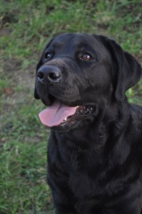 Labrador-Centro-Addestramento-Cinofilo-Firenze-Tocana-Empoli-Cucciolata