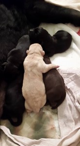 allevamento-asdillupo-centro cinofilo-firenze-empoli-addestramento cani