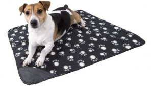 copertina-cane-centro cinofilo-addestrare il cane-empoli-Il Lupo