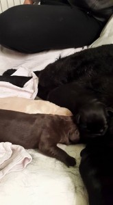 cucciolata-centro cinofilo-firenze-empoli-allevamento-labrador