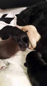 labrador-cuccioli-allevamento-addestramento-illupo-centrocinofilo-empoli-firenze