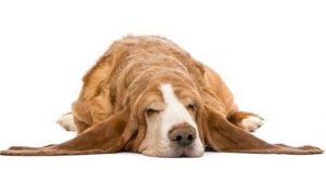 comportamento del cane stato emotivo basso asd il lupo