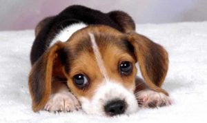 ASD CENTRO CINOFILO IL LUPO CUCCIOLO 2