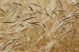 asd centro cinofilo IL LUPO forasacchi 1