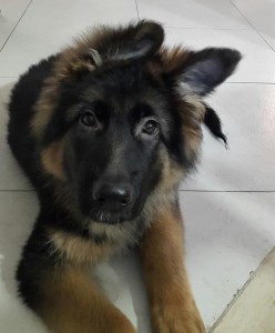 Argo-Asd-Il-lupo-Centro-Cinofilo-Toscana-Firenze-01