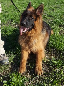 Argo-Asd-Il-lupo-Centro-Cinofilo-Toscana-Firenze-02