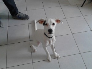 Burro-Asd-Il-lupo-Centro-Cinofilo-Toscana-Firenze-04  