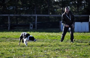 Enola-Asd-Il-lupo-Centro-Cinofilo-Toscana-Firenze-01  