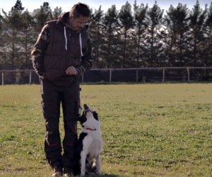 Enola-Asd-Il-lupo-Centro-Cinofilo-Toscana-Firenze-02  