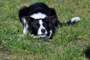 Enola-Asd-Il-lupo-Centro-Cinofilo-Toscana-Firenze-05  