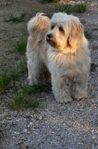 Gilda-Asd-Il-lupo-Centro-Cinofilo-Toscana-Firenze-01    