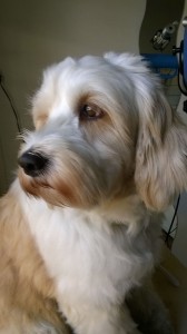 Gilda-Asd-Il-lupo-Centro-Cinofilo-Toscana-Firenze-05    