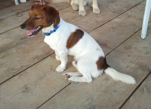 Kimi-Asd-Il-lupo-Centro-Cinofilo-Toscana-Firenze-01  