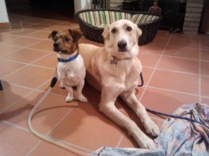 Kimi-Asd-Il-lupo-Centro-Cinofilo-Toscana-Firenze-03  