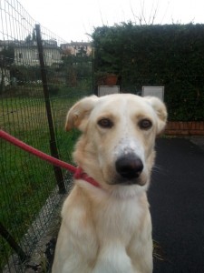 Leo-Asd-Il-lupo-Centro-Cinofilo-Toscana-Firenze-01 