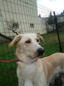 Leo-Asd-Il-lupo-Centro-Cinofilo-Toscana-Firenze-02 