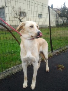 Leo-Asd-Il-lupo-Centro-Cinofilo-Toscana-Firenze-03 