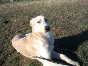 Leo-Asd-Il-lupo-Centro-Cinofilo-Toscana-Firenze-04 