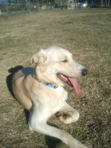 Leo-Asd-Il-lupo-Centro-Cinofilo-Toscana-Firenze-05 