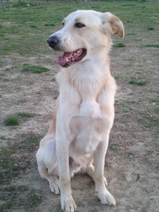 Leo-Asd-Il-lupo-Centro-Cinofilo-Toscana-Firenze-06 