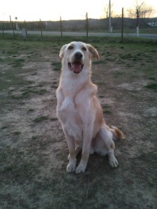 Leo-Asd-Il-lupo-Centro-Cinofilo-Toscana-Firenze-07 