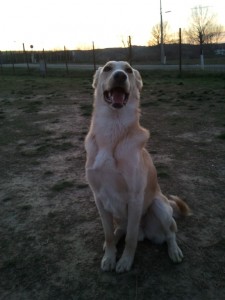 Leo-Asd-Il-lupo-Centro-Cinofilo-Toscana-Firenze-08 