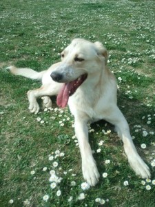 Leo-Asd-Il-lupo-Centro-Cinofilo-Toscana-Firenze-09 