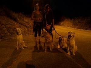 Leo-Asd-Il-lupo-Centro-Cinofilo-Toscana-Firenze-11 