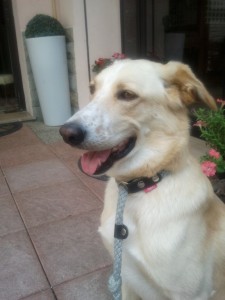 Leo-Asd-Il-lupo-Centro-Cinofilo-Toscana-Firenze-12 