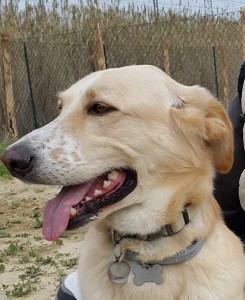 Leo-Asd-Il-lupo-Centro-Cinofilo-Toscana-Firenze-19 