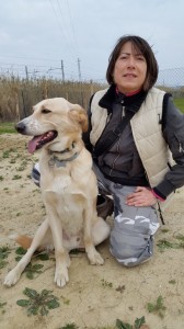 Leo-Asd-Il-lupo-Centro-Cinofilo-Toscana-Firenze-20 