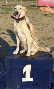 Leo-Asd-Il-lupo-Centro-Cinofilo-Toscana-Firenze-21 