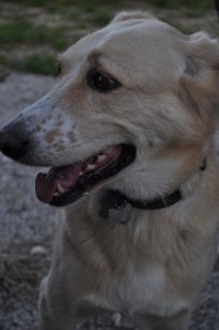 Leo-Asd-Il-lupo-Centro-Cinofilo-Toscana-Firenze-25 