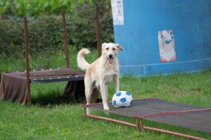 Leo-Asd-Il-lupo-Centro-Cinofilo-Toscana-Firenze-27 