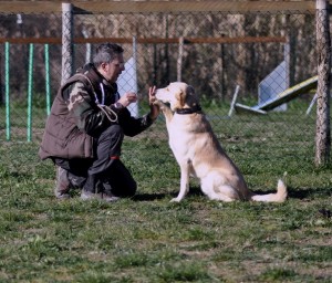 Leo-Asd-Il-lupo-Centro-Cinofilo-Toscana-Firenze-29 