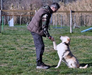 Leo-Asd-Il-lupo-Centro-Cinofilo-Toscana-Firenze-32 