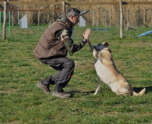 Leo-Asd-Il-lupo-Centro-Cinofilo-Toscana-Firenze-35 