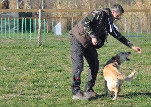 Leo-Asd-Il-lupo-Centro-Cinofilo-Toscana-Firenze-36 