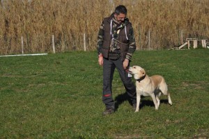 Leo-Asd-Il-lupo-Centro-Cinofilo-Toscana-Firenze-38 