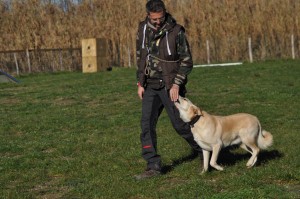 Leo-Asd-Il-lupo-Centro-Cinofilo-Toscana-Firenze-39 
