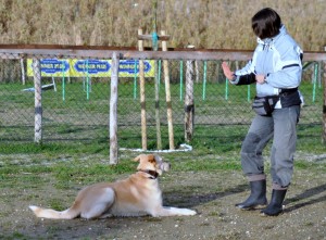 Leo-Asd-Il-lupo-Centro-Cinofilo-Toscana-Firenze-46 