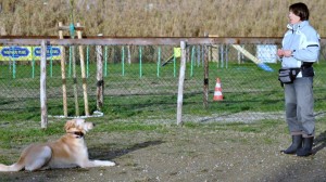 Leo-Asd-Il-lupo-Centro-Cinofilo-Toscana-Firenze-47 
