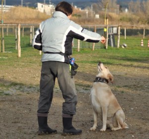 Leo-Asd-Il-lupo-Centro-Cinofilo-Toscana-Firenze-49 