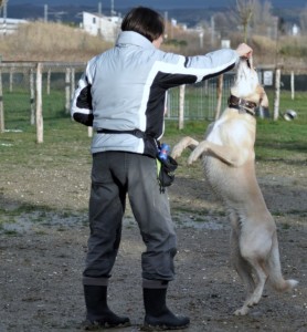 Leo-Asd-Il-lupo-Centro-Cinofilo-Toscana-Firenze-50 