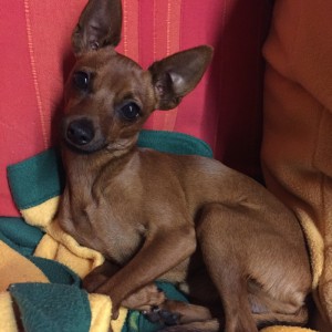 Maciste-Asd-Il-lupo-Centro-Cinofilo-Toscana-Firenze-01