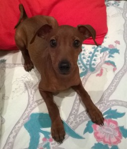 Maciste-Asd-Il-lupo-Centro-Cinofilo-Toscana-Firenze-02