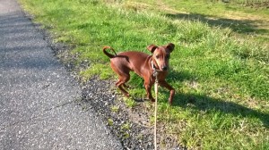 Maciste-Asd-Il-lupo-Centro-Cinofilo-Toscana-Firenze-03