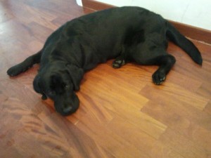 Marta-Asd-Il-lupo-Centro-Cinofilo-Toscana-Firenze-01  