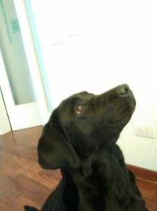 Marta-Asd-Il-lupo-Centro-Cinofilo-Toscana-Firenze-02  