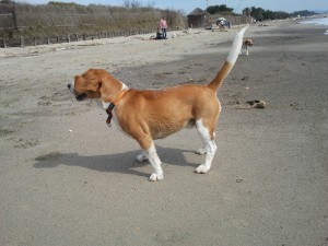 Milù-Asd-Il-lupo-Centro-Cinofilo-Toscana-Firenze-01